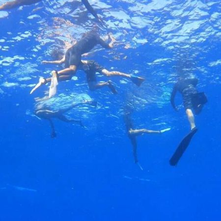 cage-free shark tour