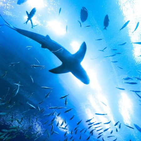 Oahu shark diving tour (deprecated)