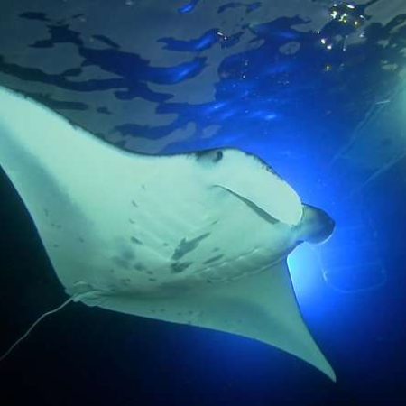 sunset manta ray snorkel experience