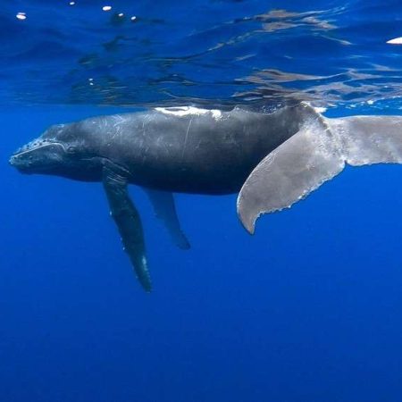 whale watch and pelagic sea life