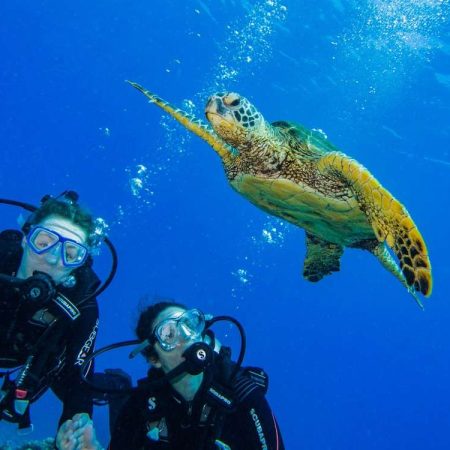 one-site afternoon dive or snorkel trip
