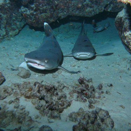 two-site dive/snorkel