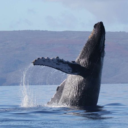 kohala whale watch and sunset cruise
