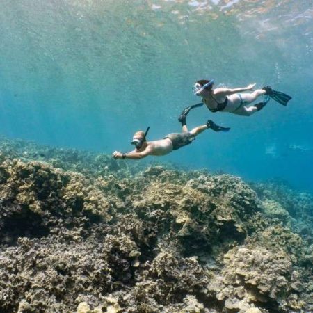 deluxe kailua kona morning snorkel & marine life encounter snorkeling tour