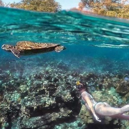 seafari & discover local pawai reef afternoon snorkeling tour