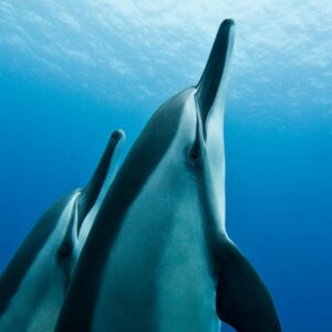 wildlife safari and reef snorkel