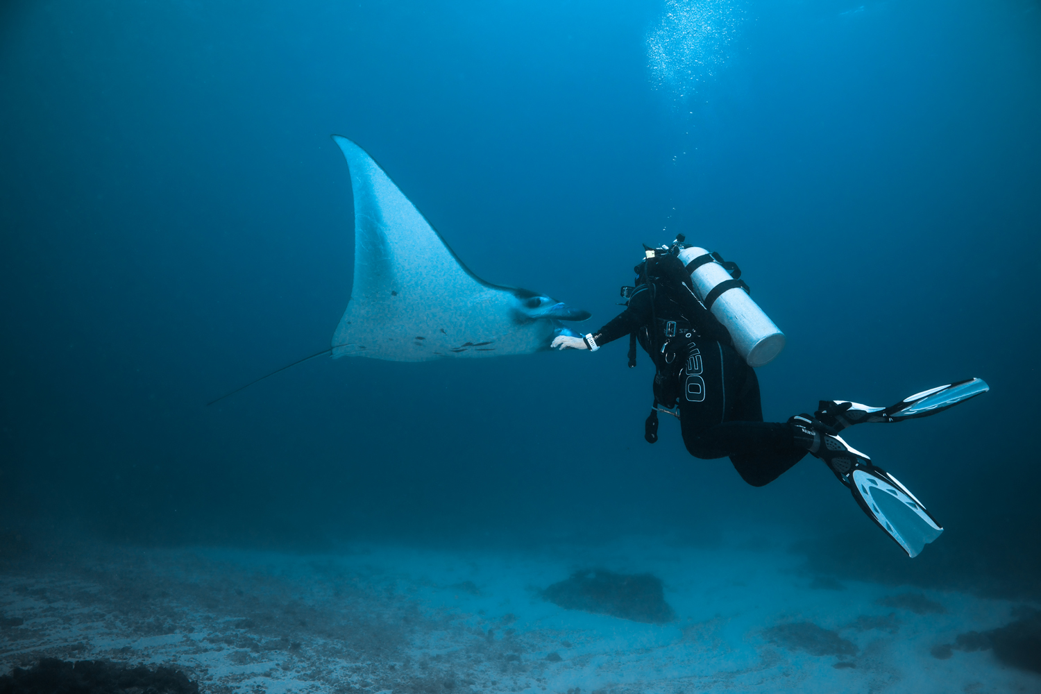 Manta Ray Night Snorkeling Adventure Guide