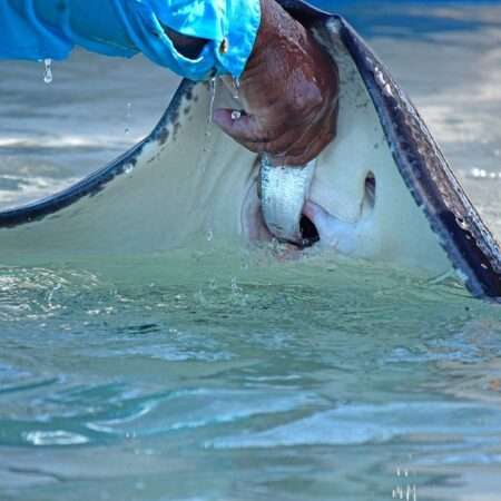 manta rays maui wildvoice
