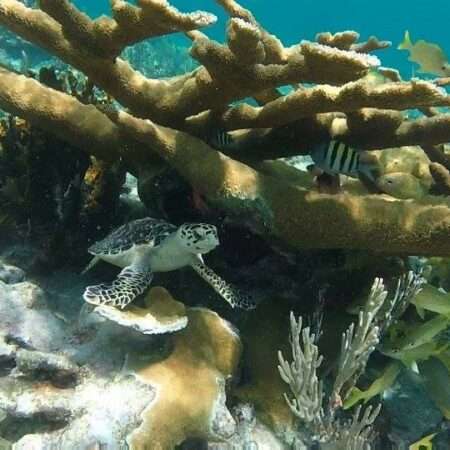 unduerwater aquatic life view wildvoice