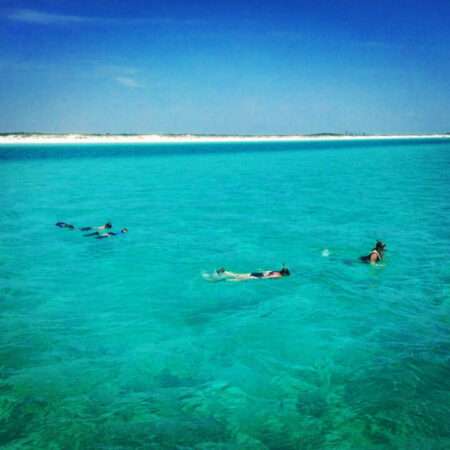 Dolphin Tour wildvoice