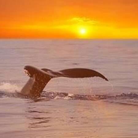whale watching tour – seasonal