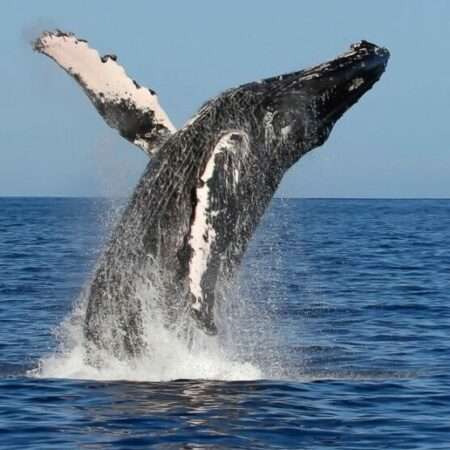 whale watch from kona