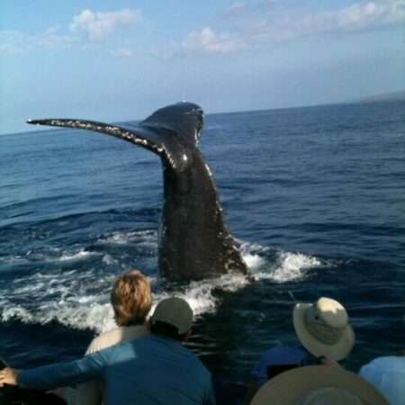 ultimate #1 big island whale watch