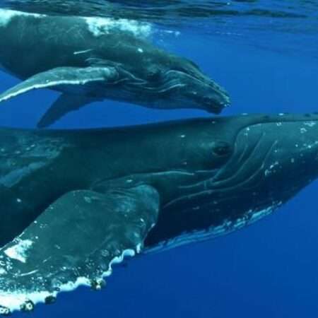 kona whale watch tour