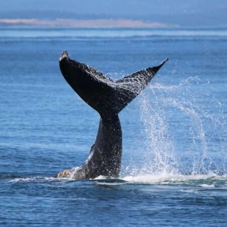 whale watching on the kona coast