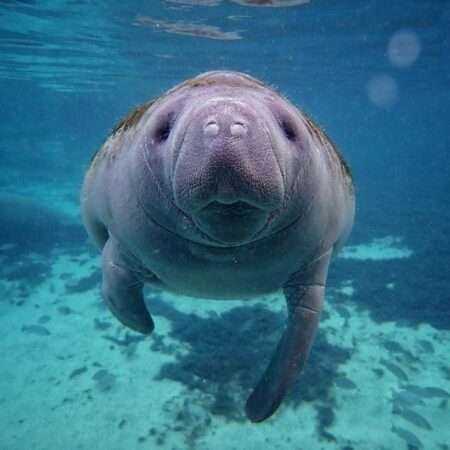 small group manatee tour