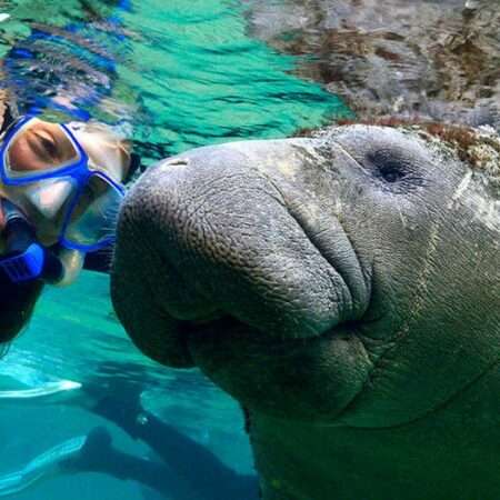 small group manatee tour