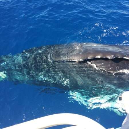 waikoloa whale watch