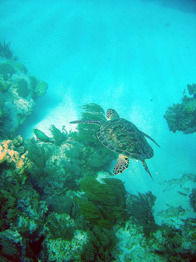 Snorkeling with Sea Turtles in Key West: Dive into an Unforgettable ...